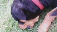 Pacooo