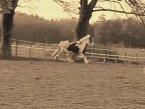 chevaux irish cob forum