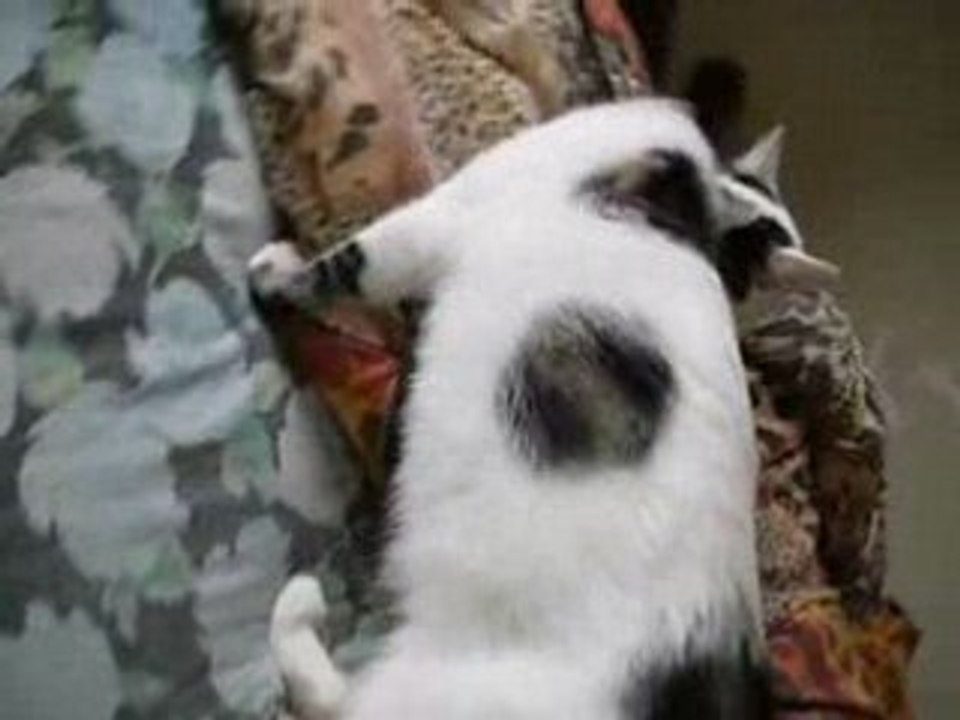 Mes chéries;; Gipsy ;;Angel;;Choupette