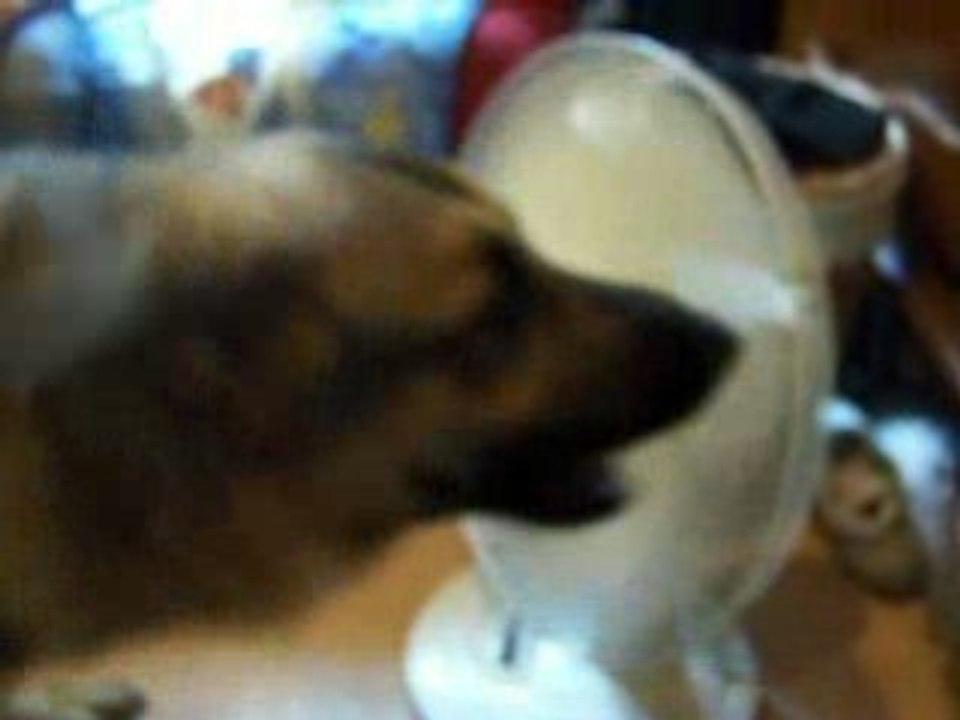 Video balko