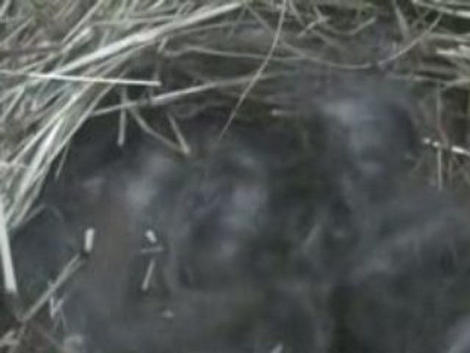 les bébés de Quenotte et Robby