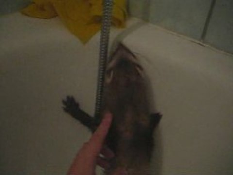 Le bain d'un furet