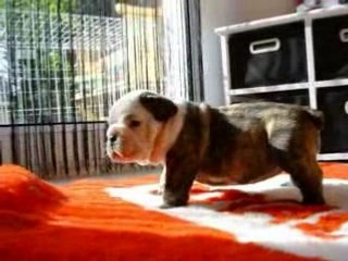 Doly bulldog anglais
