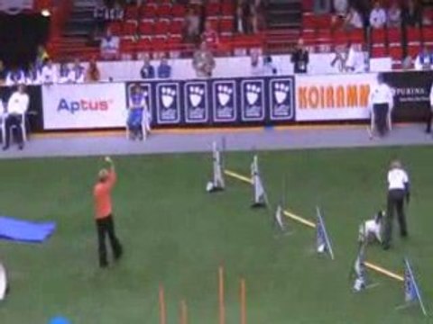 Cocker Bico 2 Championnat du monde d'agility