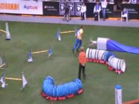 Cocker Bico 3 Championnat du monde d'agility