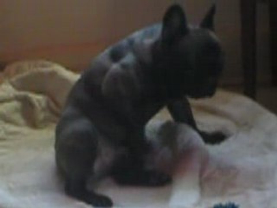 Hund onaniert