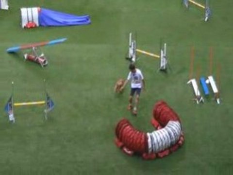 Cocker Fauve 2 Championnat du monde d'agility