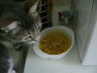 Les chats mangent des pâtes crues