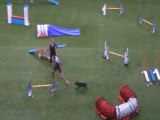 Berger des Pyrénées Championnat du monde d'agility