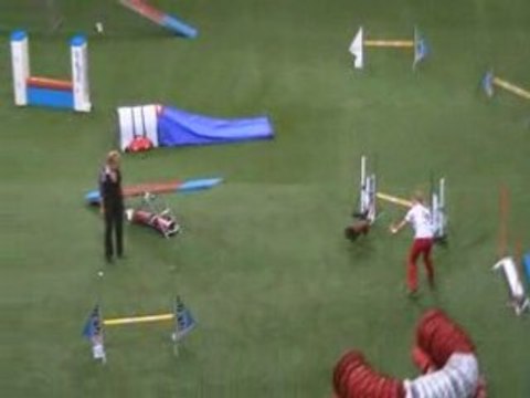 Bavarian Mountain Scenthound championnat du monde d'agility