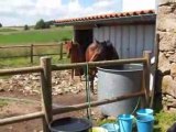 Horse playing with water - un cheval joue avec de l'eau