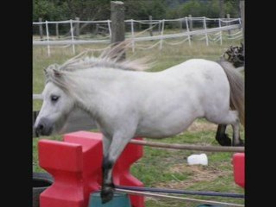 OPIUM, mon petit cheval blanc - 3 -