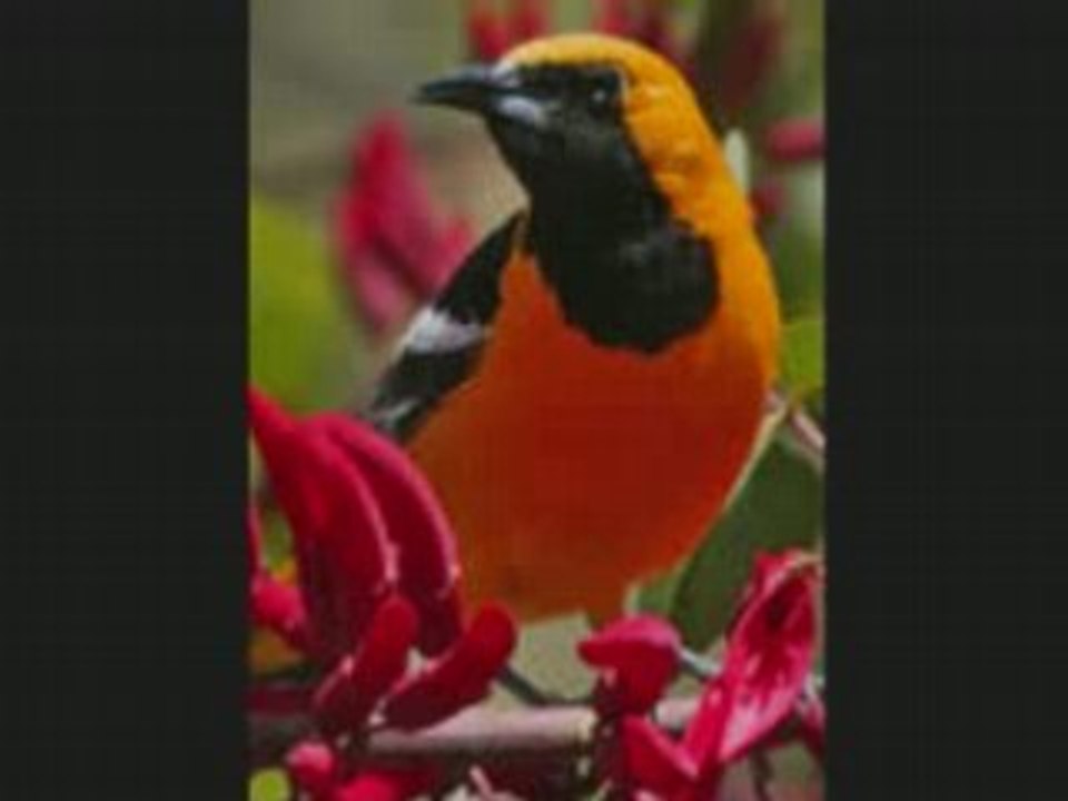 Ecoute dans le vent._0001