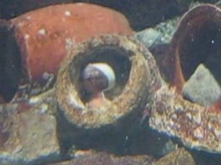 大阪市観光名所「海遊館」・水底で土管の中に居てる魚