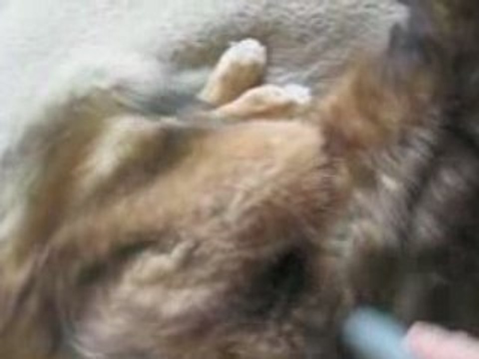 PawShowTV VACUUM DOG
