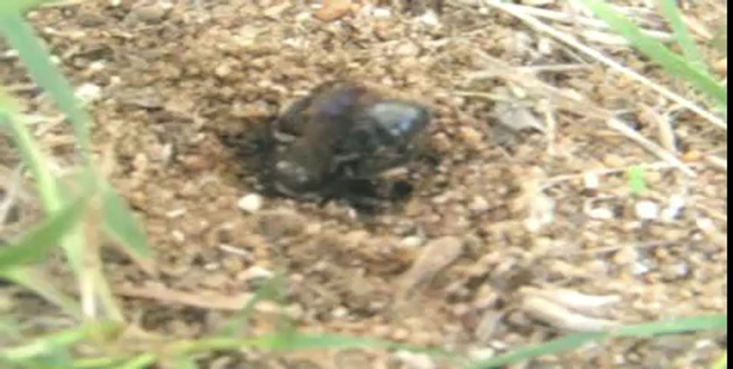 Andrena sp.