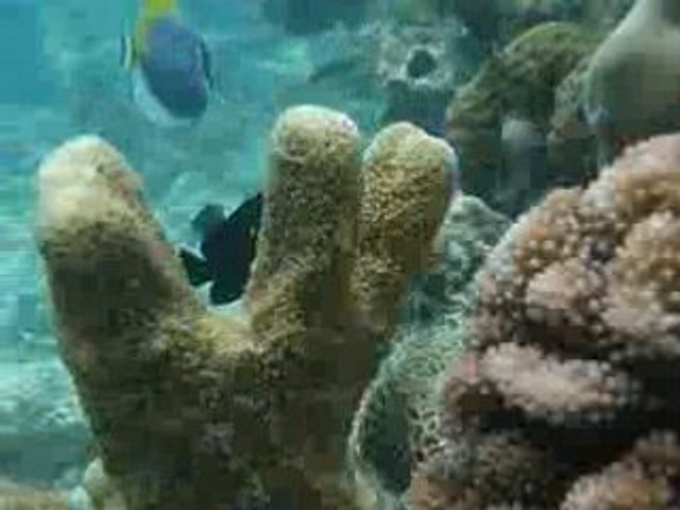 Monde 2 némo zanzibar kendwa