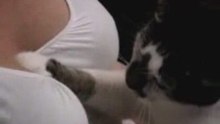 Nice Cat