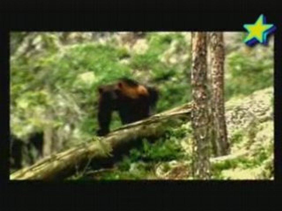 Gloutons de la foret finlandaise 1/3