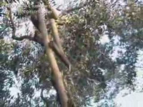 zeytun zeytin olive harvesters toplama hasat silkeleme