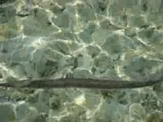 Fishes at sharm el sheikh 2