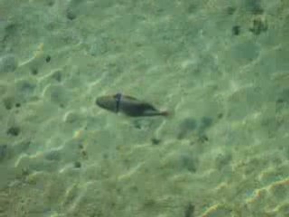 Picasso Triggerfish at sharm el sheikh