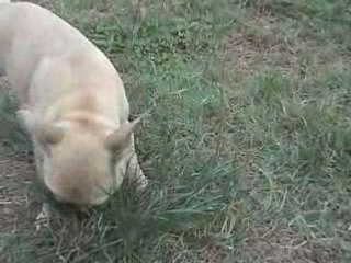 Diadem la tondeuse a gazon