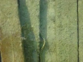 Sea snake in sharm