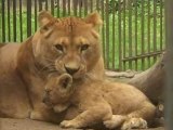 Lithuanian zoo welcomes new lion cub
