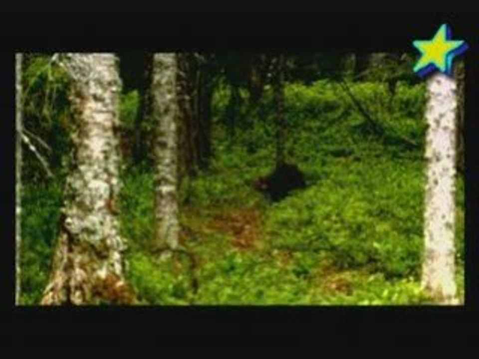 Gloutons de la foret finlandaise 3/3