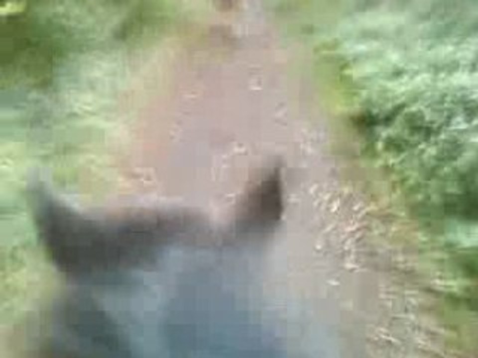 balade galop