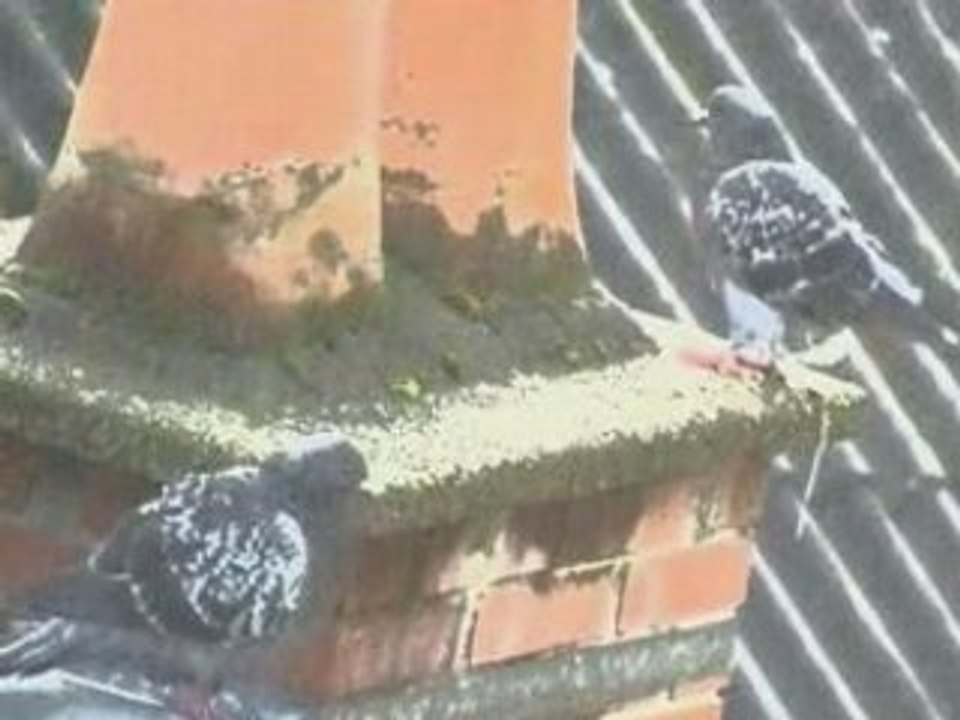 LES PIGEONS