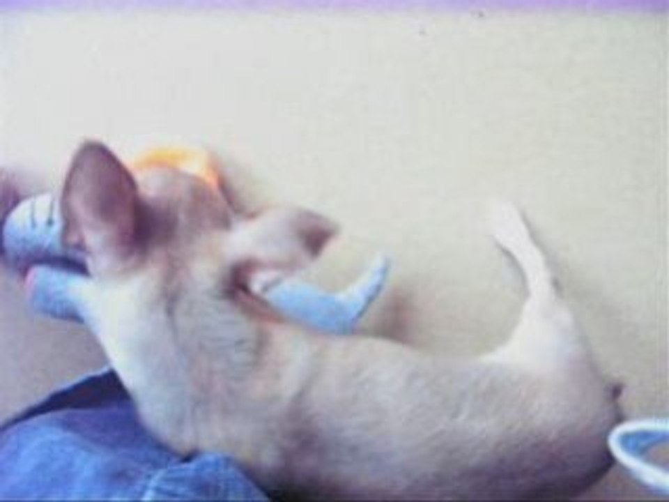 Don Diego