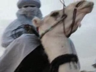 camels dance www.desertconvoy.9f.com