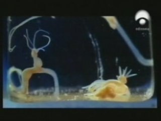 Medusas: Vida eterna y regeneracion