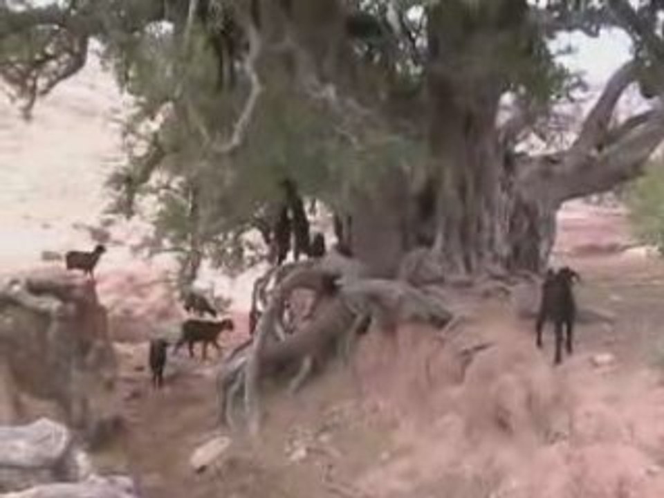 L'arganier et les chèvres Maroc