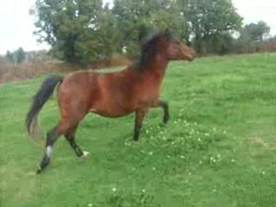 Ramsess 001