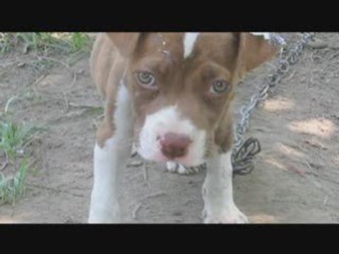 Julie Benz Violence Link PETA PSA