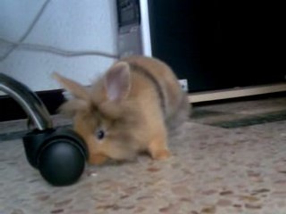 Nala notre lapin nain tête de lion