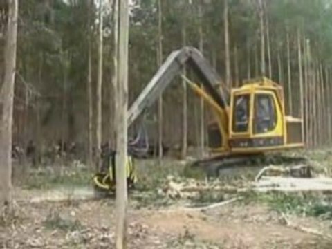 Eucalyptus debarking with AFM