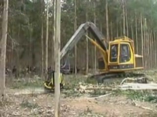 Eucalyptus debarking with AFM