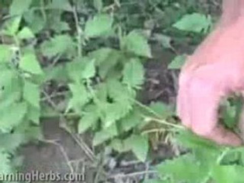 Bugleweed: Harvesting Herbs, Growing Herbs