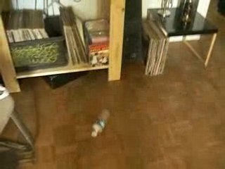 Elle court, elle court, la furette !