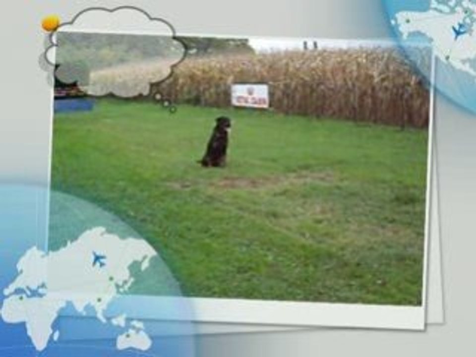 Rottweiler - Balzac  leçon numéro 2 : le saut