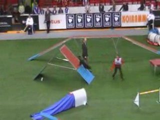 Kelpie0 Championnat du monde d'agility