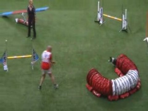 Witch Border collie en M Championnat du monde d'agility