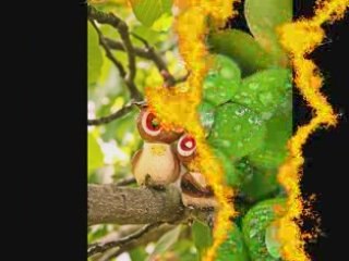 ya 3omri  يا عمري