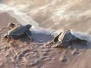 Tortue luth à l'eau16-08-08