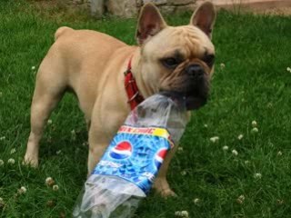 Sydney mon bouledogue français