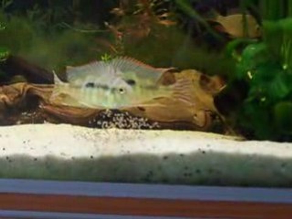 Video BB 005